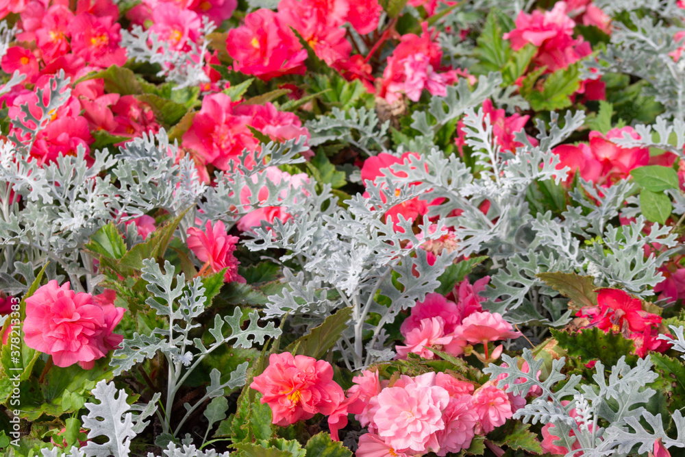 natural background of red flowers and leaves of garden plants natural background of red flowers and leaves of garden plants