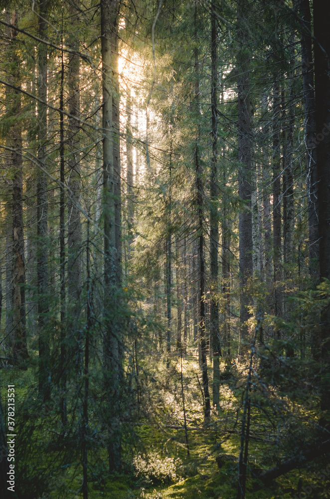 Coniferous forest in the rays of the sun.Autumn nature at sunset.