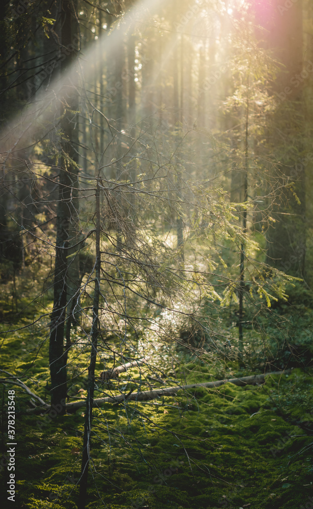 Coniferous forest in the rays of the sun.Autumn nature at sunset.