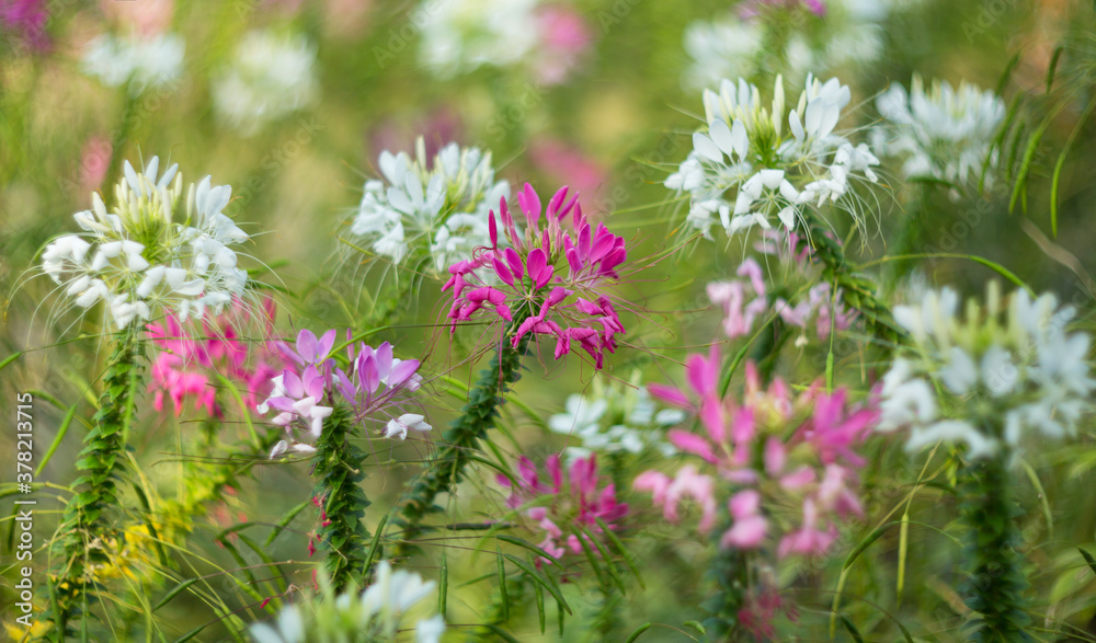 Cleome Hassleriana colorful in the park on a clear day. Selective focus, shallow depth of field. Cleome Hassleriana colorful in the park on a clear day. Selective focus, shallow depth of field.