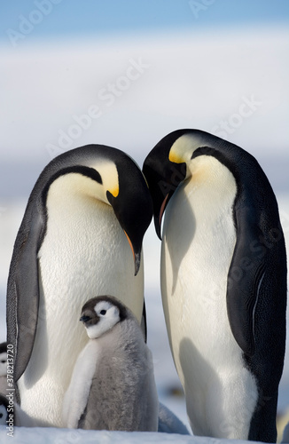 Emperor Penguins and Chick   Antarctica