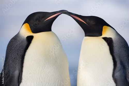 Fényképezés Emperor Penguins,  Antarctica