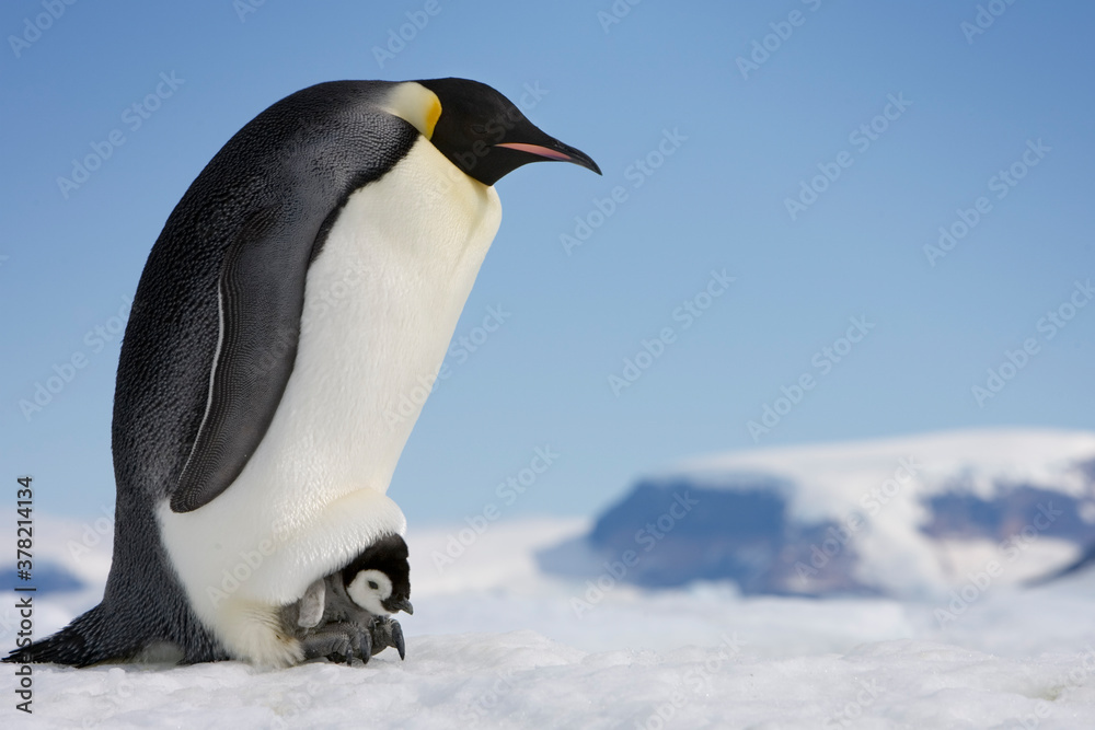 Fototapeta premium Emperor Penguin and Chick on her Feet, Antarctica