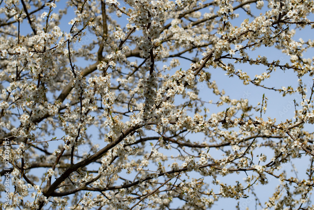 Spring close-up of early blossoming apple trees with bare branches and no leaves Spring close-up of early blossoming apple trees with bare branches and no leaves