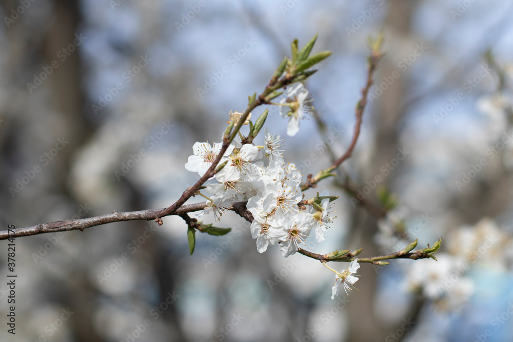 Spring close-up of early blossoming apple trees with bare branches and no leaves Spring close-up of early blossoming apple trees with bare branches and no leaves
