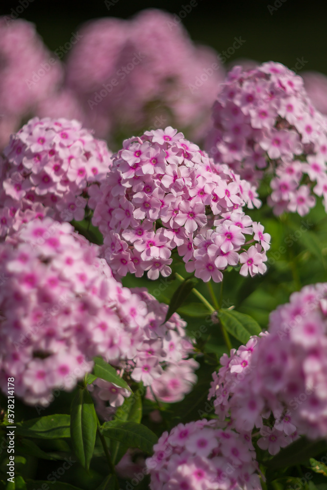 Purple, pink phlox on a summer day. Selective soft focus, shallow depth of field.