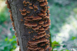 Tree trunk covered with many brown funguses, mushroom on a tree close-up