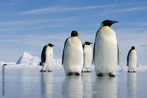 Emperor Penguins on Sea Ice  Antarctica