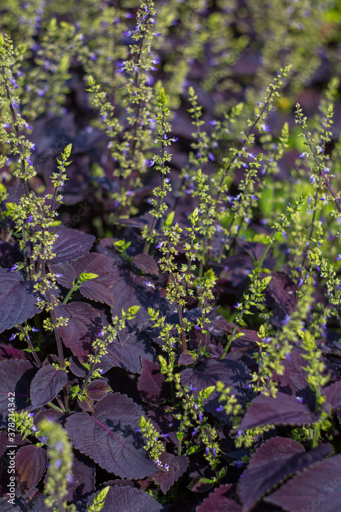 Coleus beautiful blooms in the garden on a clear sunny day. Selective soft focus. Coleus beautiful blooms in the garden on a clear sunny day. Selective soft focus.