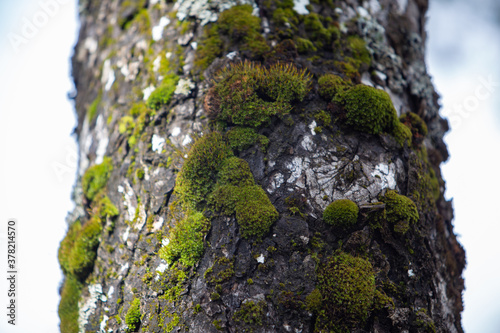 árbol, patagonia, sur, humedad
