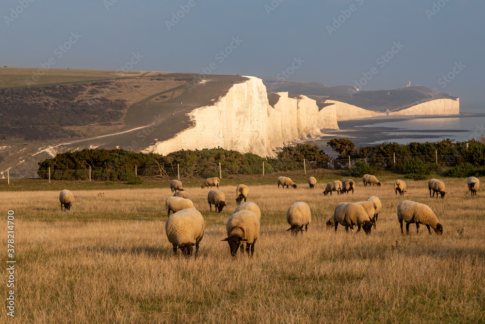 Fototapeta premium Sheep in front of the Seven Sisters Cliffs