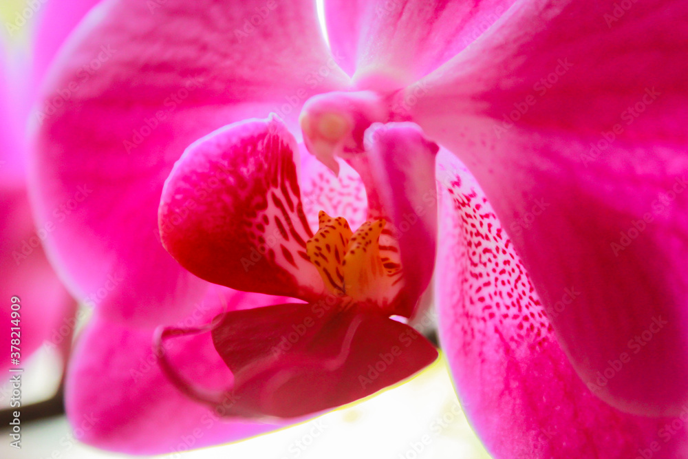 Phalaenopsis orchid colorful bloom