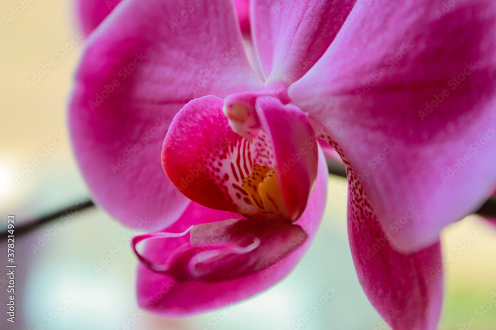 Obraz premium Phalaenopsis orchid colorful bloom