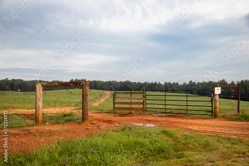 A muddy dirt road leads through an open gate out to a farm pasture on a gently rolling hill. Black cows are visible grazing in the distance.