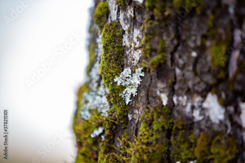 árbol, patagonia, sur, humedad