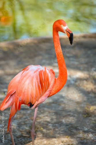 Pink flamingos on a clear sunny afternoon. Wild animals in the zoo.