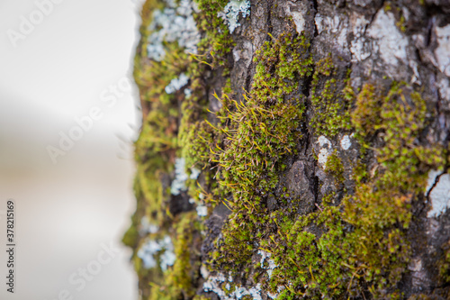 árbol, patagonia, sur, humedad