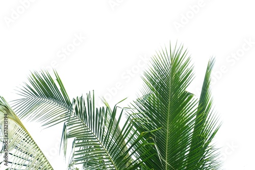 Coconut leaves with branches on white isolated background for green foliage backdrop