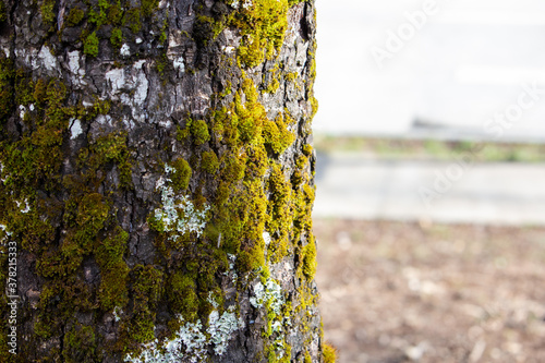 árbol, patagonia, sur, humedad