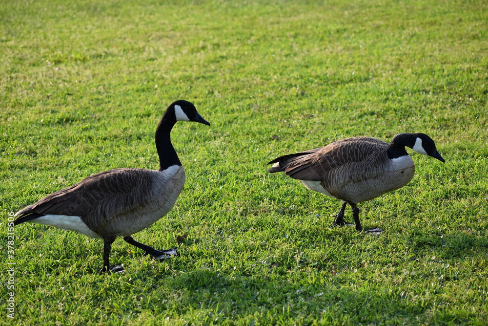 canadian goose on the grass