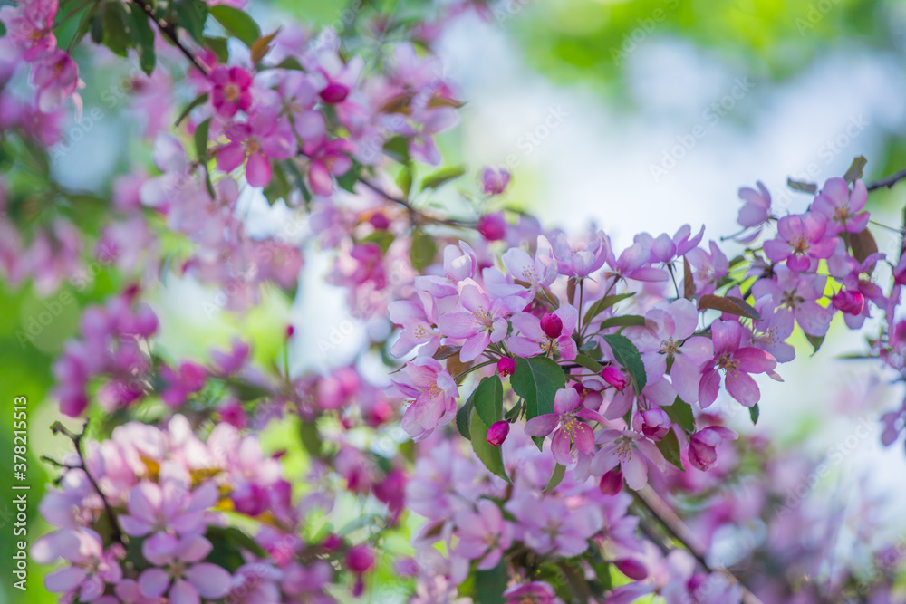 Blooming apple tree with pink flowers in spring. Beautiful nature. Selective focus