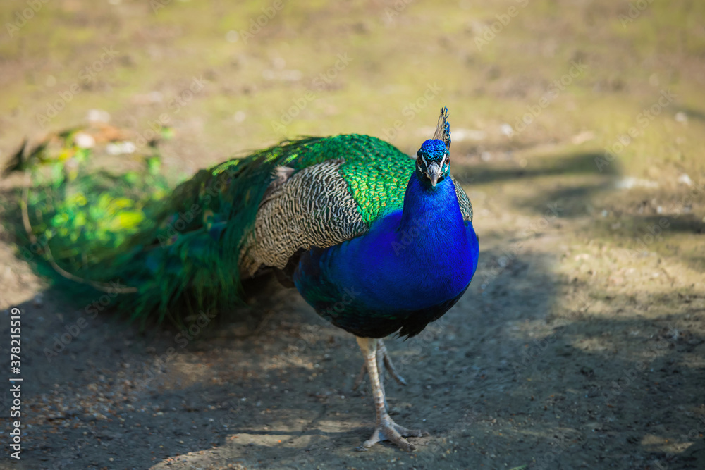 Fototapeta premium Peacock portrait close-up. Beautiful bright bird, wild animals.