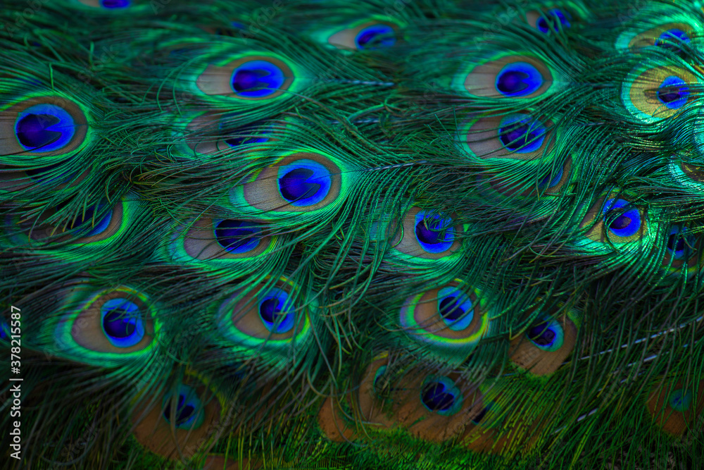 Obraz premium Texture of peacock feathers. Beautiful background, rich color.