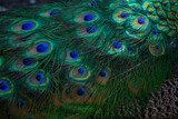 Texture of peacock feathers. Beautiful background, rich color.
