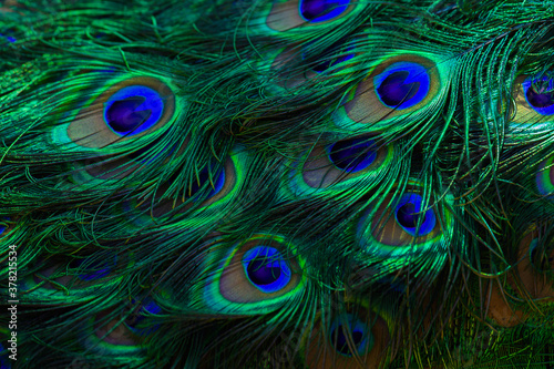 Fotografia Texture of peacock feathers. Beautiful background, rich color.