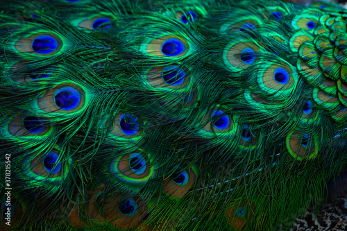 Photography Texture of peacock feathers. Beautiful background, rich color.