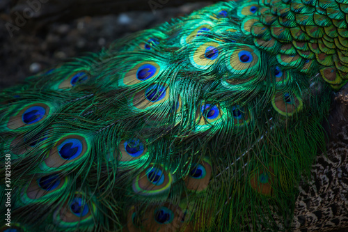 Texture of peacock feathers. Beautiful background, rich color.