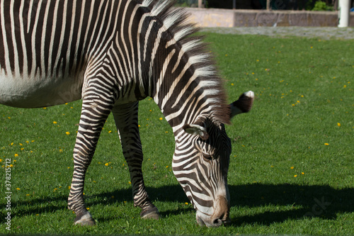 Canvas Print Zebra is grazing on green grass on a clear, sunny day