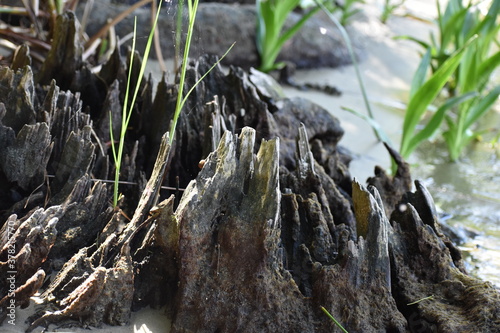 water tree
