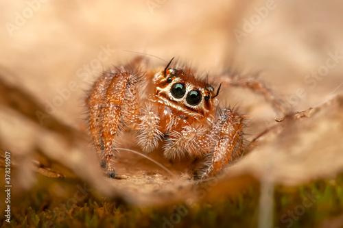 Close up  beautiful jumping spider   © blackdiamond67