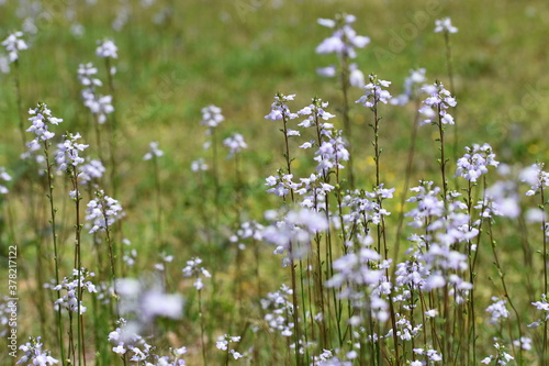 field of daisies