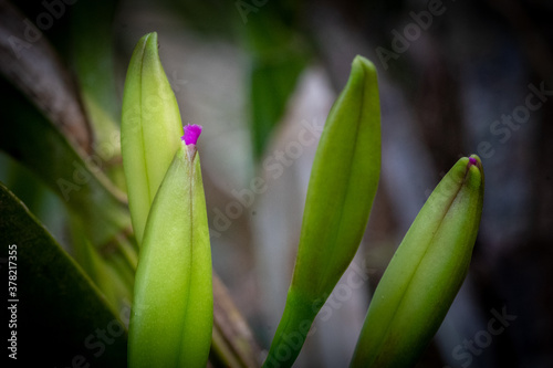 Little orchid starting to bloom