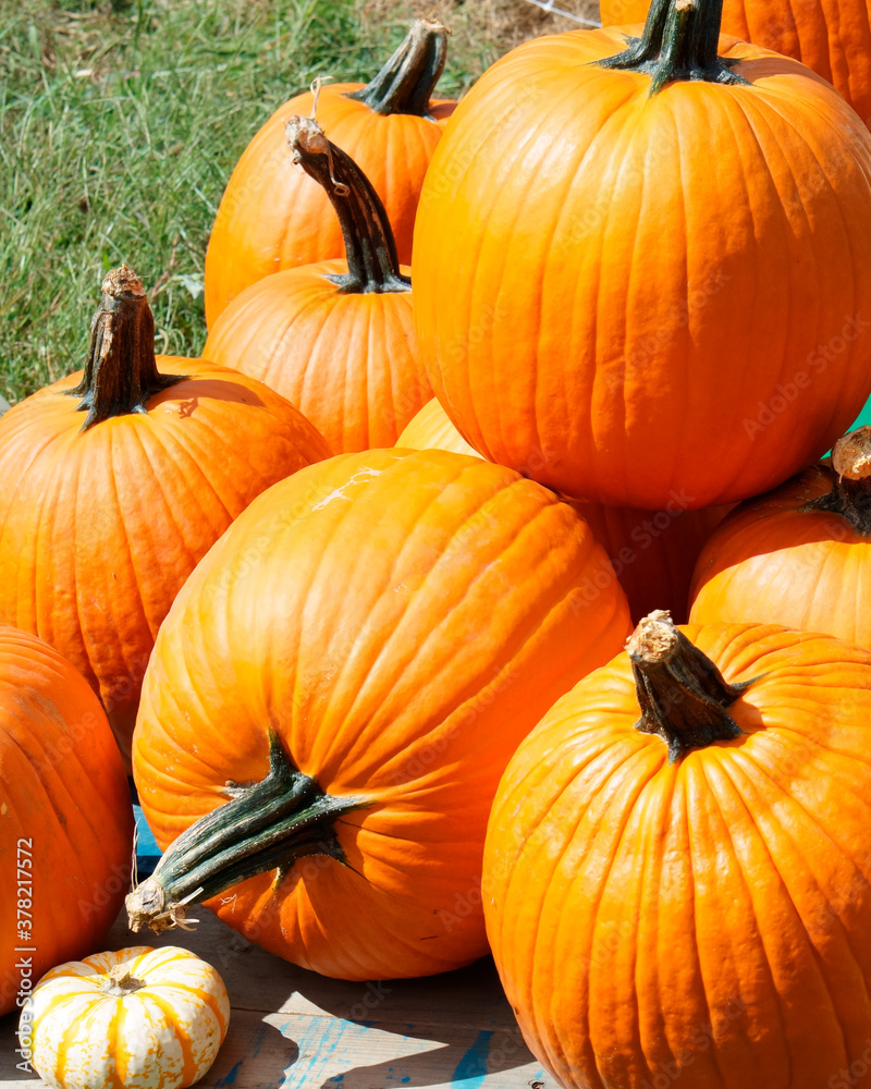 A pile of Freshly harvested pumpkins on wood platform A pile of Freshly harvested pumpkins on wood platform