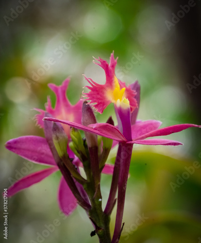 Natural orchid of organic cultivation and personal care in a home garden