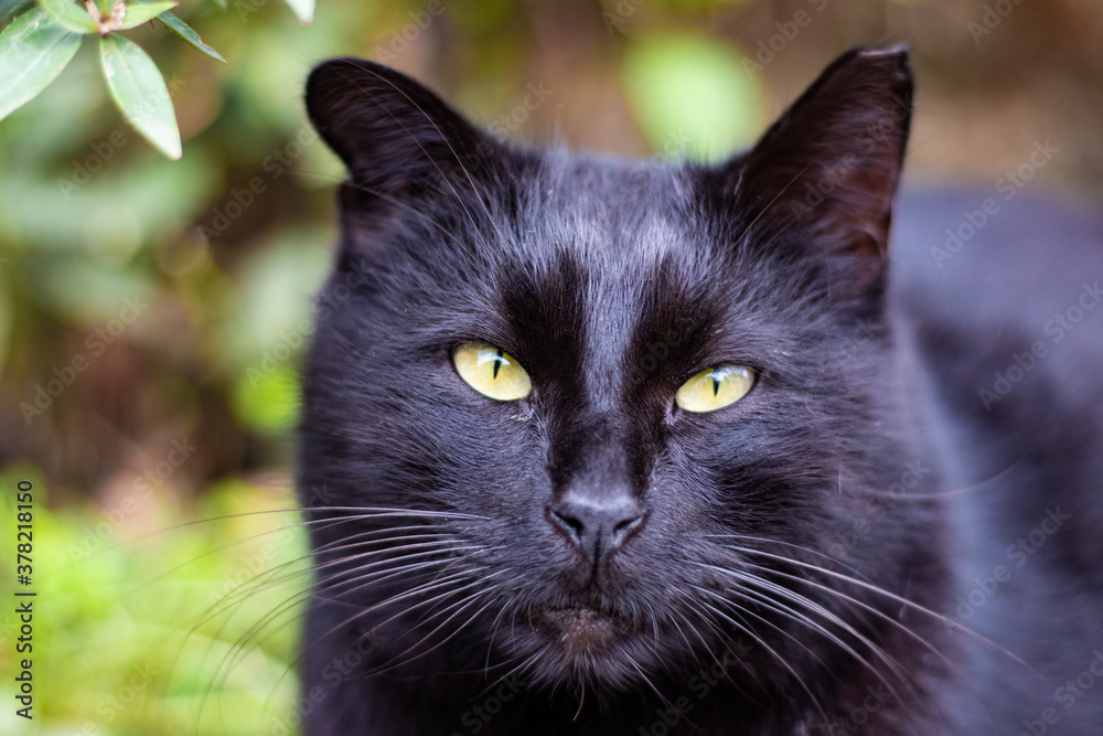 Cute cat outdoor portrait Cute cat outdoor portrait