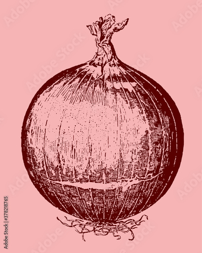 Round red onion with roots and a brittle top, isolated on a pale red background. Illustration after an antique engraving from the 19th century