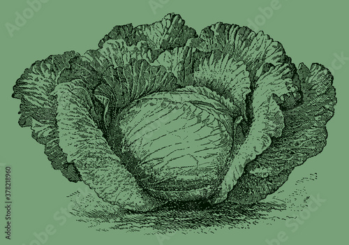 Late flat cabbage variety, isolated on a green background. Illustration after an antique engraving from the 19th century
