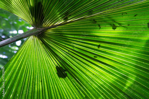 Livistona australis  cabbage-tree palm fan  leaf seen upwards
