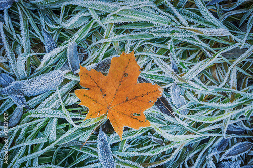 autumn leaf on frozen grass