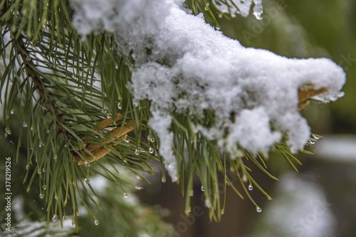 snow covered pine needles