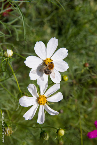 Bee on a 	garden cosmos (Cosmos bipinnatus) flowers