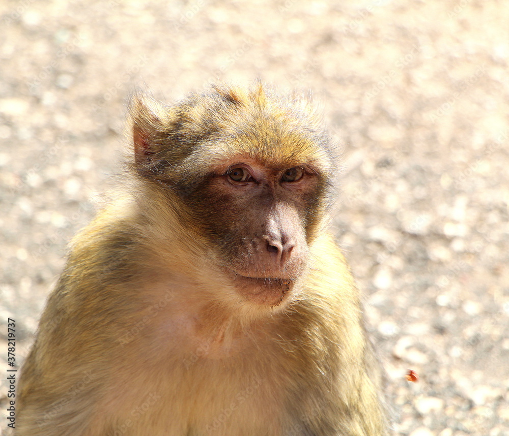 Naklejka premium Monkeys of Middle Atlas, Morocco.