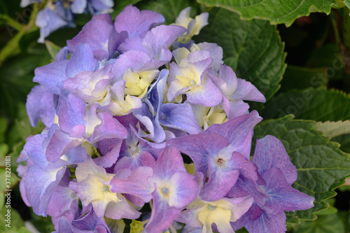 Floral background of violet hydrangea flowers close up.