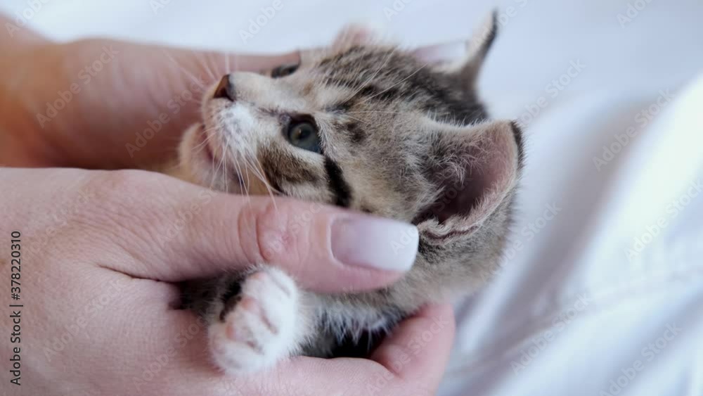 4k kitten falling asleep in hands of owner. striped domestic kitty lying on hands. Sleep cat. Concept of happy adorable pets. girl stroking kitten. 4k kitten falling asleep in hands of owner. striped domestic kitty lying on hands. Sleep cat. Concept of happy adorable pets. girl stroking kitten.