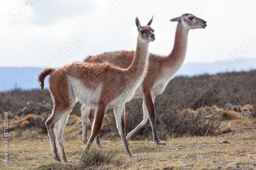 Wild guanaco in Torres del Paine national park Patagonia Chile