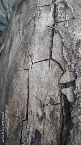 Rachadura de casca de árvore 02